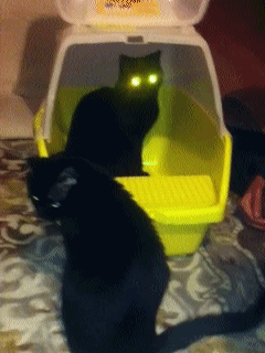 Анимация Кот включает лазерное зрение, гифка Кот включает лазерное зрение