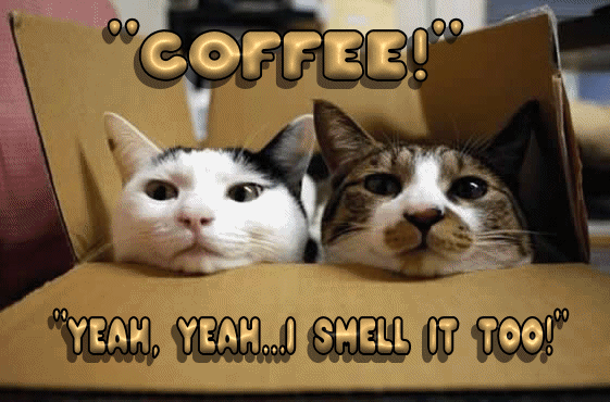 Анимация Два кота в коробке принюхиваются к запаху кофе (Coffee! Yeah, yeah. I smell it too! / Кофе! Ага, я тоже чувствую его аромат!), гифка Два кота в коробке принюхиваются к запаху кофе (Coffee! Yeah, yeah. I smell it too! / Кофе! Ага, я тоже чувствую его аромат!)