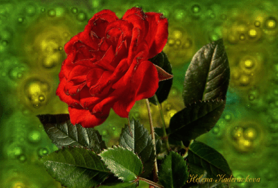 Анимация Красная роза с листьями, ву Helena Kaderovkova, гифка Красная роза с листьями, ву Helena Kaderovkova