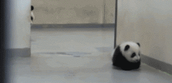 Анимация Мама панда тащит своего детеныша, гифка Мама панда тащит своего детеныша