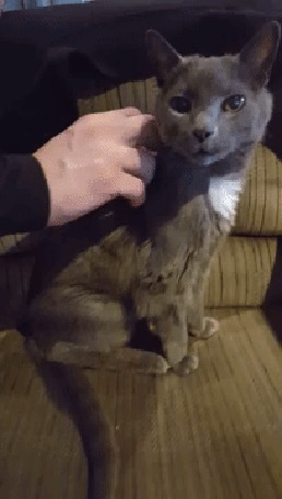 Анимация У кошки явно преобладают условные рефлексы