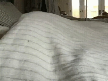 Анимация Собака уютно устроилась в постели хозяев, пока их нет дома