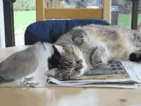 Анимация Голубь пристает к спящей кошке