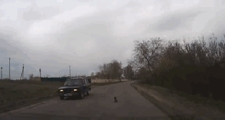 Анимация Водитель спасает кошку, сидящую на дороге и не боящуюся проезжающих машин