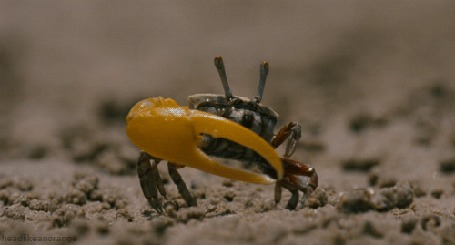Анимация Манящий краб с одной желтой клешней