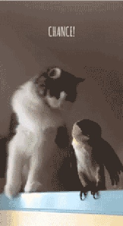 Анимация Кот гипнотизирует попугая (chance / шанс)