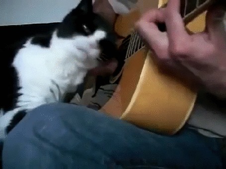 Анимация Кот блаженствует, прислушиваясь к гитаре