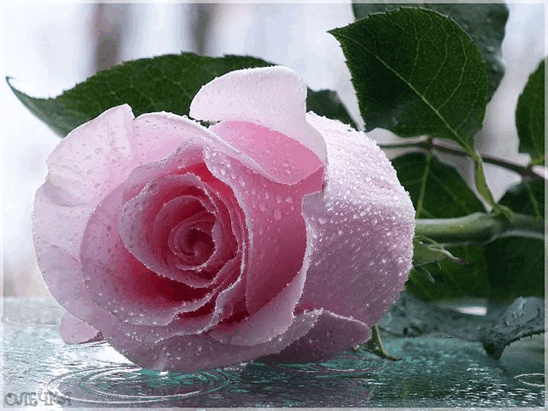 Гиф анимация Розовая роза в каплях воды, автор Олечка