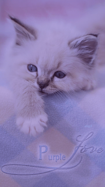 Анимация Маленький котенок грустит (Purple Love / фиолетовая любовь), by nfqyf, гифка Маленький котенок грустит (Purple Love / фиолетовая любовь), by nfqyf
