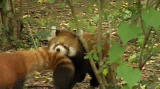 Анимация Две красных панды играют в траве, гифка Две красных панды играют в траве