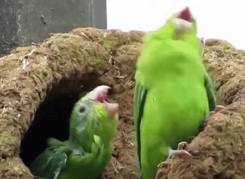 Анимация Танцы зеленых попугаев, гифка Танцы зеленых попугаев