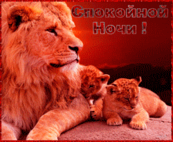 Анимация Лев и и два львенка лежат на камне на фоне заката в бардовой рамке (Спокойной ночи), гифка Лев и и два львенка лежат на камне на фоне заката в бардовой рамке (Спокойной ночи)