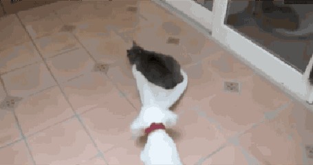 Анимация Собака возит кошку по полу