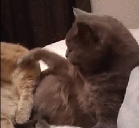 Анимация Кот лижет кошечку