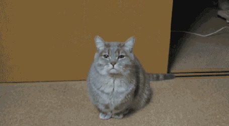 Анимация Серый кот сладко зевает