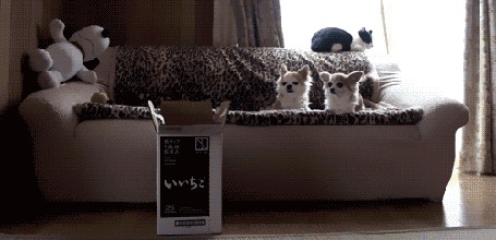 Анимация Кошка прыгает в коробку вслед за брошенной туда игрушкой, но коробка вдруг переворачивается, а за этим действом внимательно, не отрываясь, наблюдают две собаки, лежащие на диване