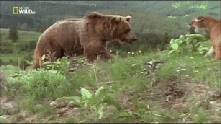 Анимация Пума спасает своих детенышей от напавшего медведя