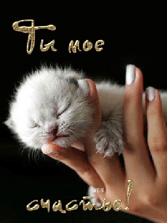 Анимация Котенок на ладони, (Ты мое счастье), SVS