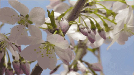 Анимация Весенняя ветка с цветочками