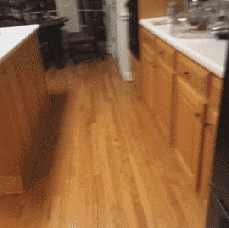 Анимация Спаниель увидел открытый холодильник и рванул к нему