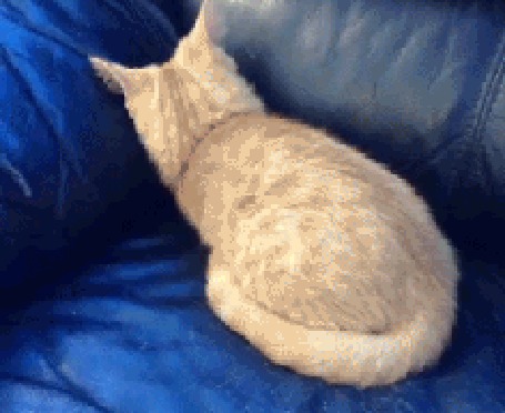Анимация Кошка забирается внутрь дивана