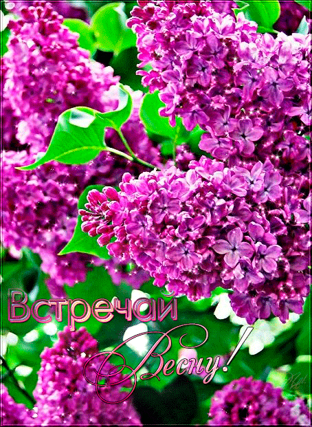Анимация Куст сирени (Встречай весну!), гифка Куст сирени (Встречай весну!)