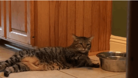 Гиф анимация Ленивая кошка лежит рядом с миской, окуная лапу в воду пьет с  нее