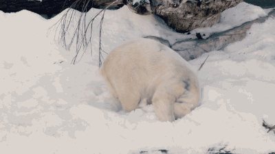 Анимация Белый медведь кувыркается в снегу, гифка Белый медведь кувыркается в снегу
