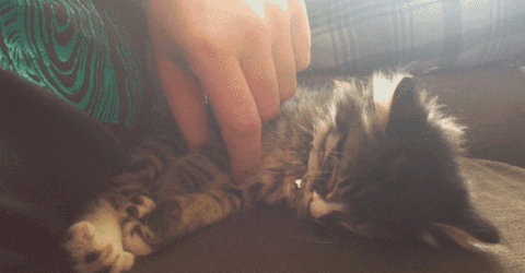 Анимация Кот спит очень крепко, и не реагирует на то, что человек поднимает его лапу, гифка Кот спит очень крепко, и не реагирует на то, что человек поднимает его лапу