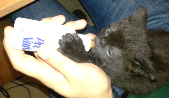 Анимация Котенка кормят из бутылочки с соской, гифка Котенка кормят из бутылочки с соской