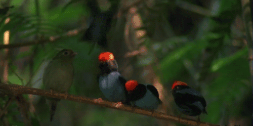 Анимация Красноголовая птица вышвыривает своих собратьев с ветки, гифка Красноголовая птица вышвыривает своих собратьев с ветки