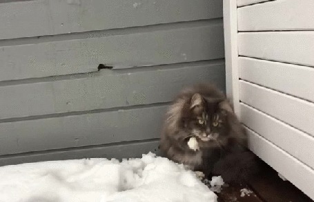 Анимация На кота сверху, с крыши, вдруг падает снег