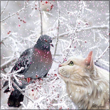 Анимация Кошка смотрит на голубя