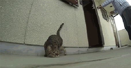 Анимация Кот кувыркается на полу
