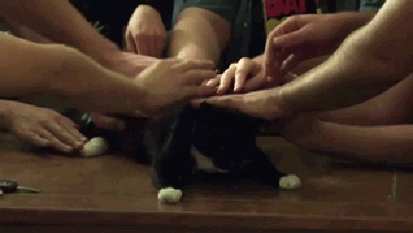 Анимация Множество рук гладят черного кота