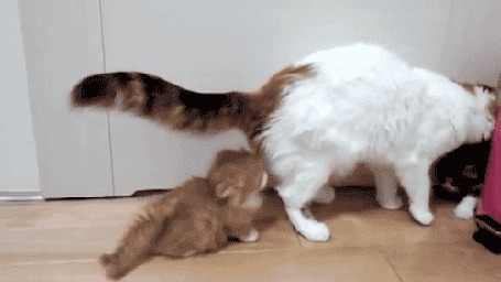 Анимация Кошка умывает котенка, второй котенок пугается и падает на спину