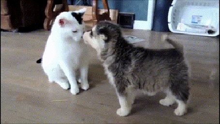 Анимация Щенок знакомится с котом