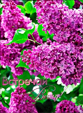 Анимация Куст сирени (Встречай весну!)