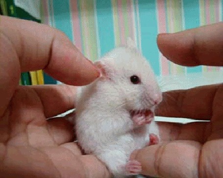 Анимация Белого хомяка трогают за ухо, после чего он с удивлением смотрит на хозяйку