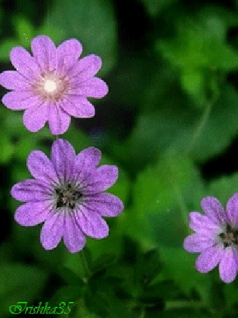 Анимация Фиолетовые цветочки с бликами, Irishka35