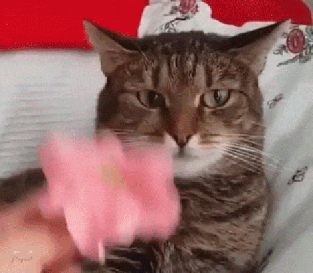 Анимация Кот с цветком на голове