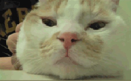Анимация Хозяин ласкает морду кота