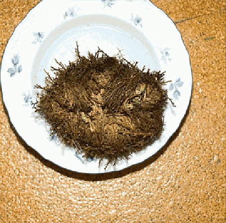 Анимация Растение Иерихонская роза, Селагинелла чешуелистная / Selaginella lepidophylla раскрывается на тарелке, как только появляется вода
