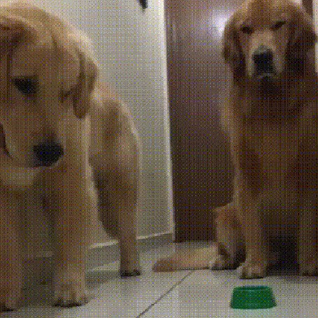 Анимация Две огромные собаки недоуменно смотрят на маленького хомяка, который осмеливается посягнуть на еду в их миске