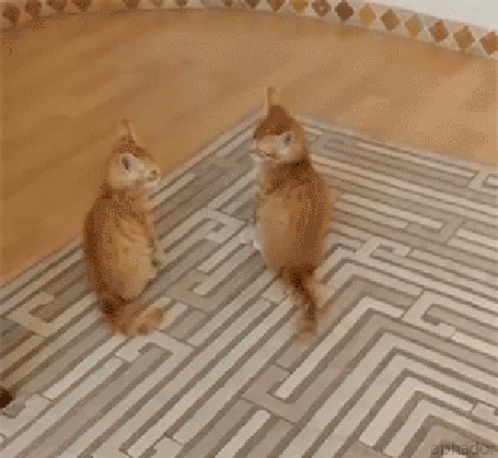 Анимация Два рыжих котенка играют на полу