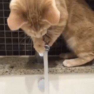 Анимация Кошка играет со струей воды из крана, гифка Кошка играет со струей воды из крана