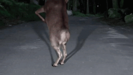 Гиф анимация Танцующий олень с белками.