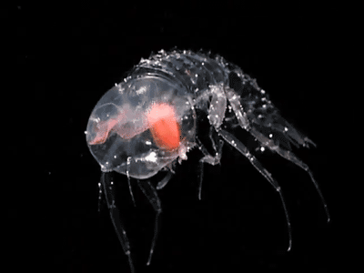 Анимация Прозрачное ракообразное вида Paraphronima gracilis, гифка Прозрачное ракообразное вида Paraphronima gracilis
