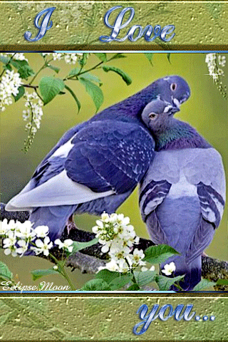 Анимация Голуби целуются сидя на ветке цветущего дерева (I love you / Я тебя люблю), гифка Голуби целуются сидя на ветке цветущего дерева (I love you / Я тебя люблю)