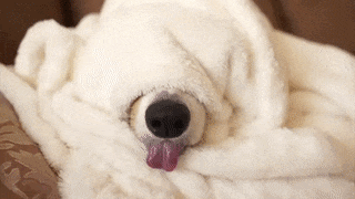 Анимация Собака спит, укутанная в одеяло, снаружи только нос и язык, гифка Собака спит, укутанная в одеяло, снаружи только нос и язык
